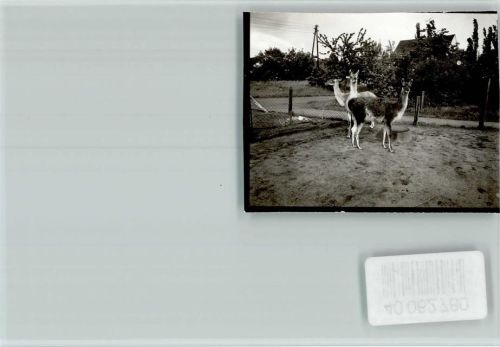 Braunschweig Zoo Lama