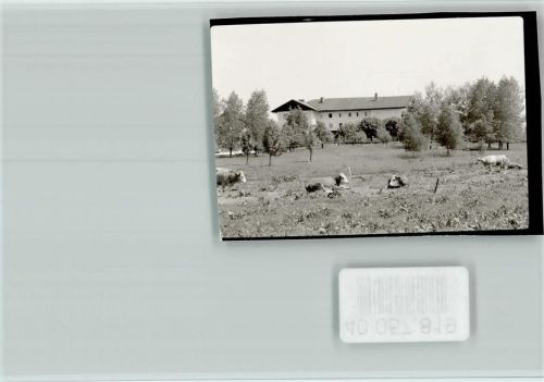 Holzhausen Kühe machen eine Pause