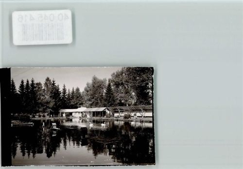Hinterzarten Schwäne im Teich