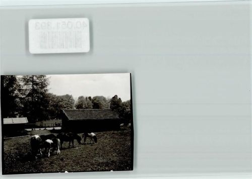 Höhenried LVA Klinik Ponys