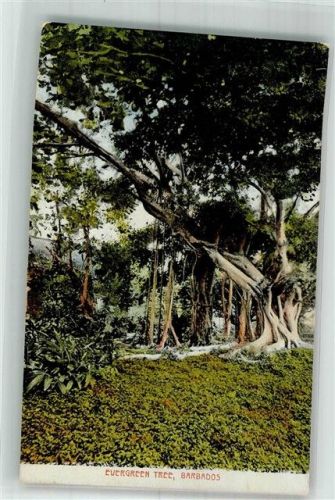 Bridgetown Wald Barbabos