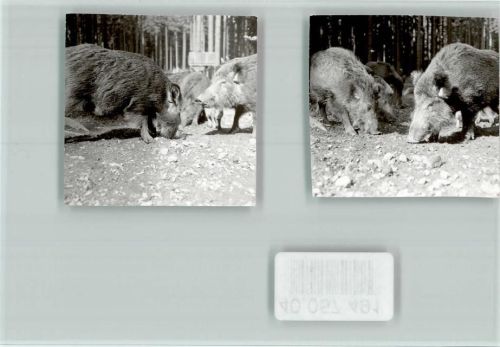 Mülben Wildschweine