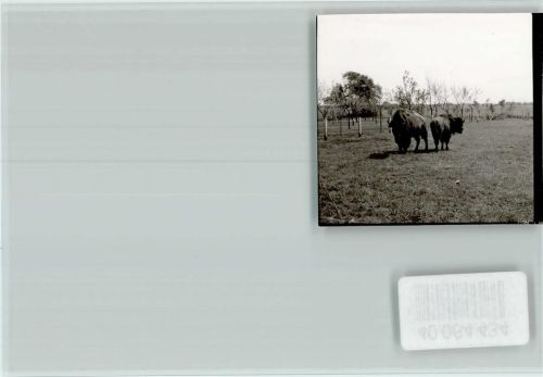 Jaderberg Bisons