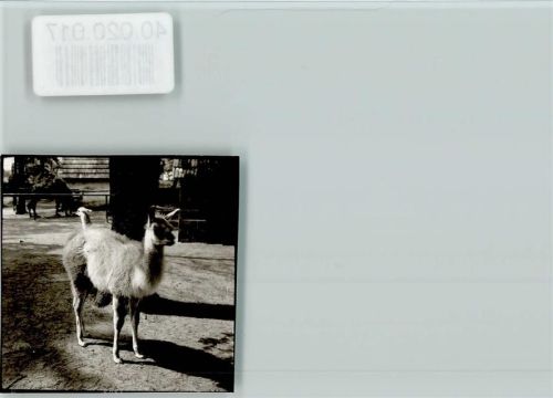 Jaderberg Zoo Lama