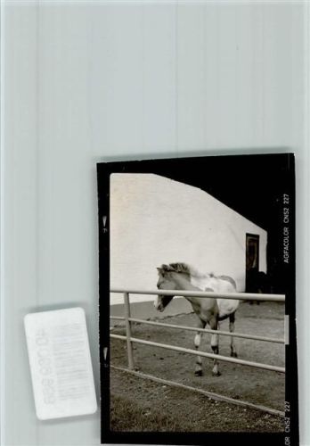 Erkheim Ponyfohlen