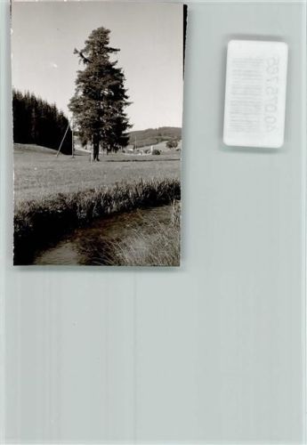 56479 W5439 Neustadt , Westerwald FOTO KEINE AK Hohe Tanne