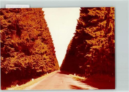 Neuhaus Landstraße im Wald