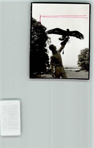 Bad Salzuflen Adler auf der Falknerhand