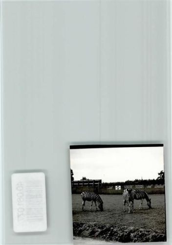 Stukenbrock Zebras