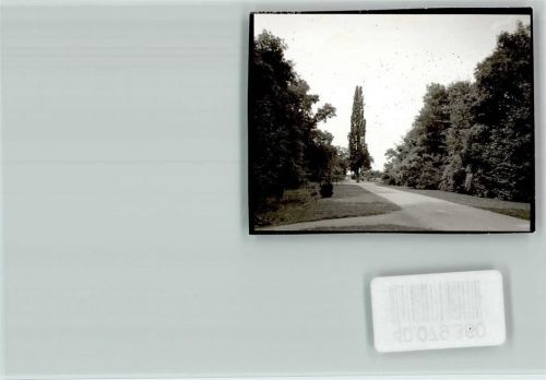Groß-Gerau Zypresse Fasanerie AKU1