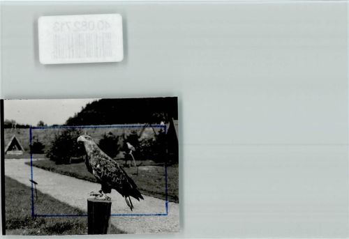 Silberborn Adler