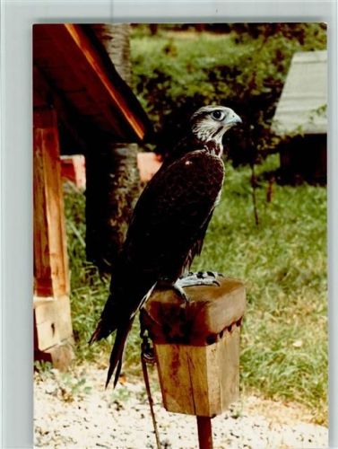 Bollendorf Vogelschutzgehege Falke