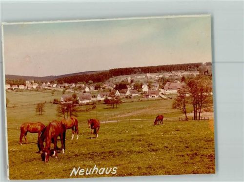 Neuhaus Junge Pferde