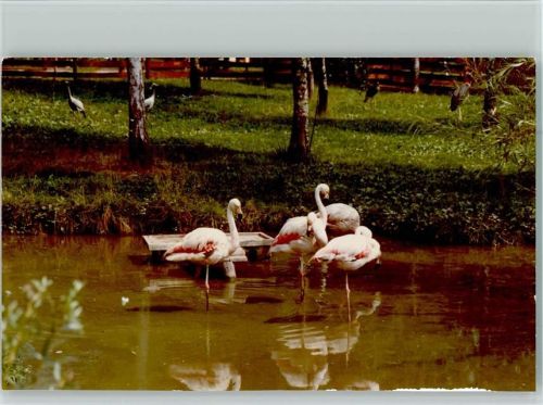 Seesen Flamingos