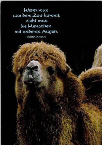 Kamel schaut aufmerksam AKU2