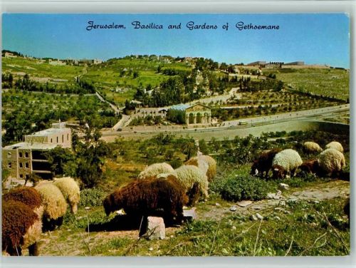 Jerusalem Basilika und Gärten der Gethsemane Schafe