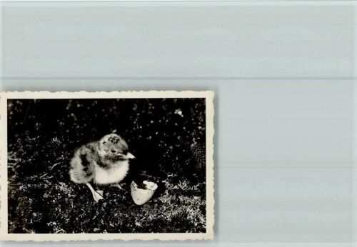 Puan Klent Küken aus dem Ei Foto5,5,x8cm