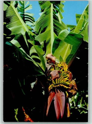 Las Palmas de Gran Canaria Bananenstaude