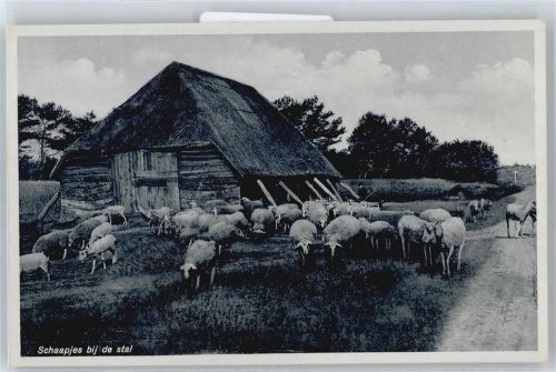 Schaapjes bij de stal Schafe Landwirtschaft AK