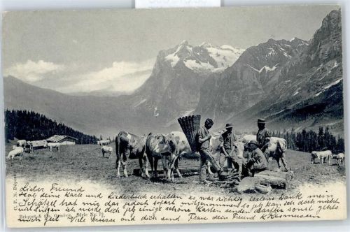 Kühe auf der Alp