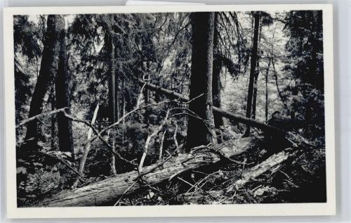 Zwiesel Urwald-Naturschutzgebiet