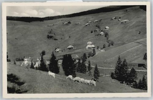 Muggenbrunn Berg Schaf