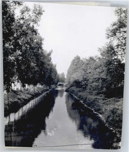 Augustfehn Foto mit Negativ