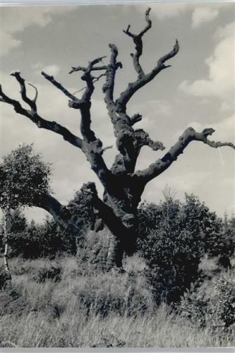 Lüntorf Foto mit Negativ, Baum