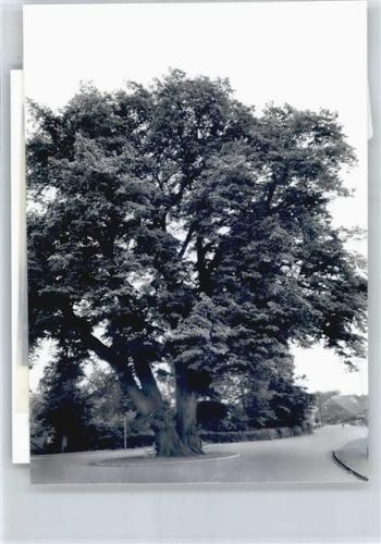 Eystrup Foto mit Negativ, Baum