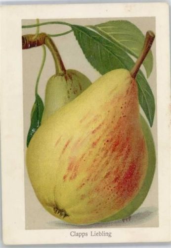 Birnen , Clapps Liebling