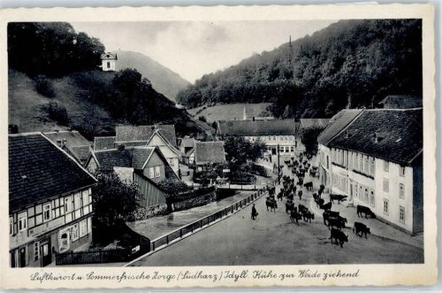 Zorge Damenkapelle , Kuhtrieb