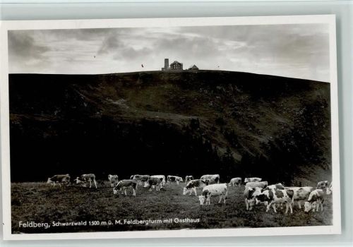 Feldberg Feldbergturm Gasthaus Kühe