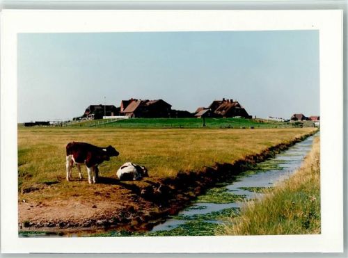 Hooge Kühe