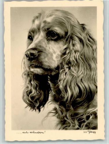 Cocker-Spaniel