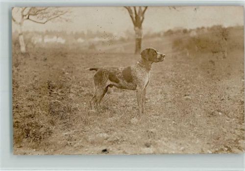 English Setter