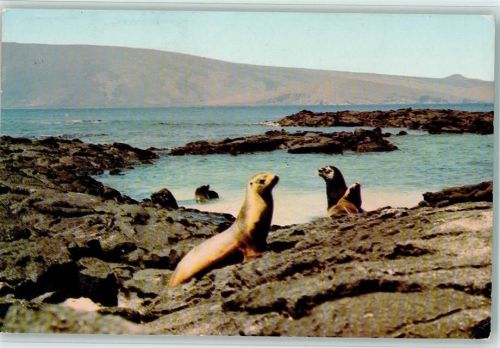 Puerto Baquerizo Moreno Seehunde auf der Daphne-Insel Galapagos