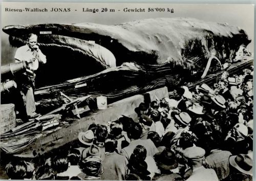 Riesen-Walfisch Jonas