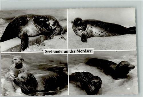 Seehunde an der Nordsee - versch. Bilder 1966 AK