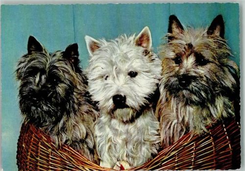 Westhighland und Yorkshire-Terrier im Korb
