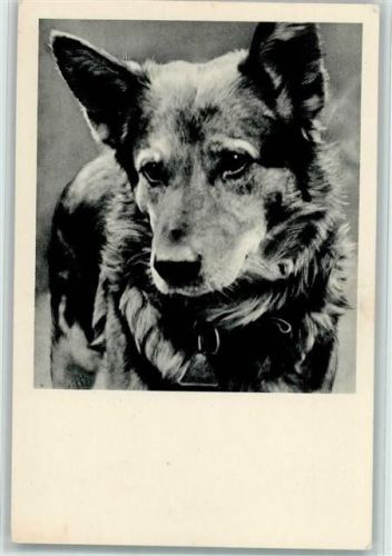 Schäferhund Porträt