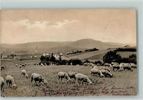 1904 Schafherde