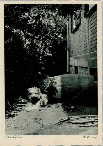 Hund vor seiner Hundehütte
