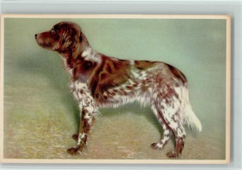 Epagneul Breton