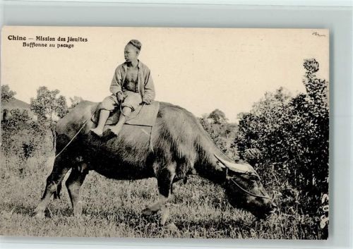 Mission des Jésuites Bufflonne au pacage