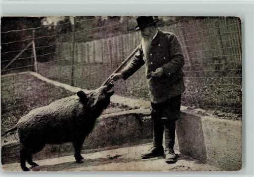 Genève 1934 wird gefüttert, Un des Sangliers du Parc AK
