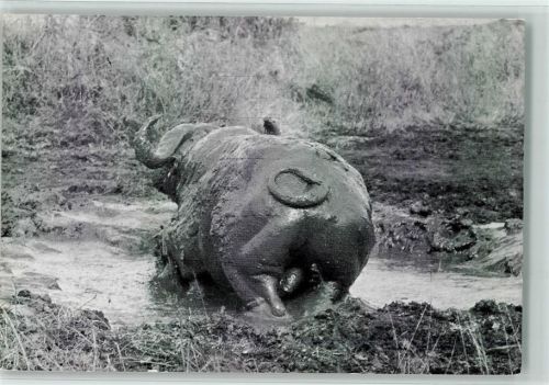 1973 Buffalo Lake Manyara National Park Tanzania AK