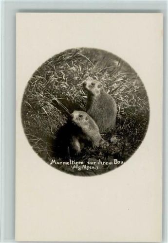 Murmeltiere vor ihrem Bau - AK Hüttenstempel Edmund Probsthaus Sektion Allgäu