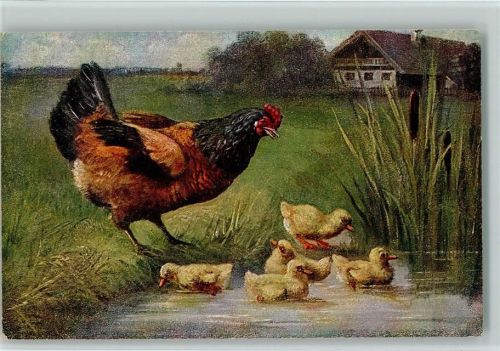 1916 Das Huhn führt seine Küken in den Teich AK