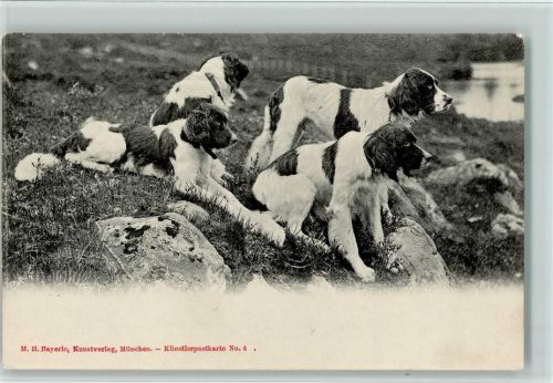 Hunde