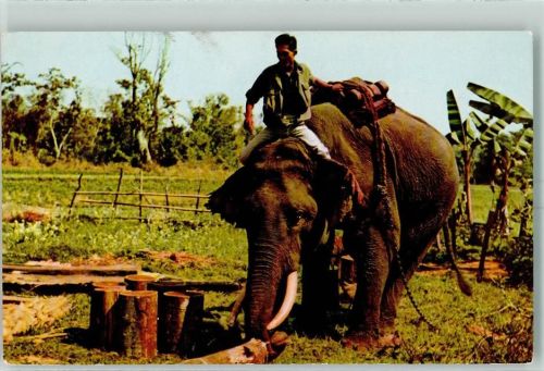 Chiang Dao Holzfäller auf Elefant